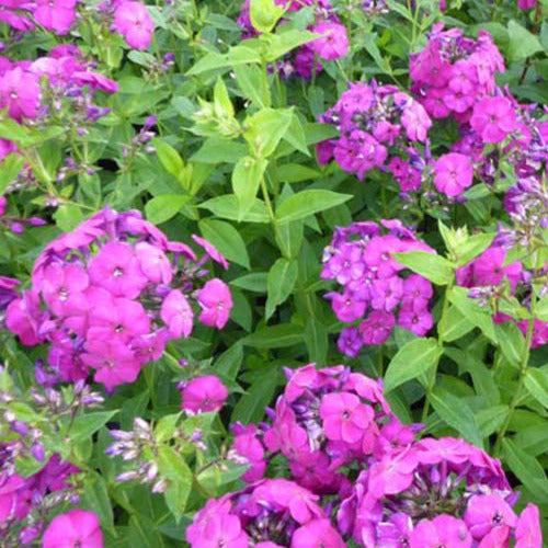Hohe Flammenblume 'The King' - Bakker