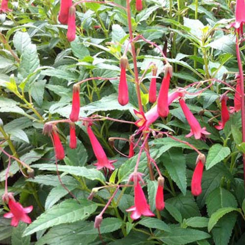 Kap-Fuschia African Queen - Bakker