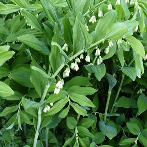Verkauf Salomonssiegel - Polygonatum multiflorum