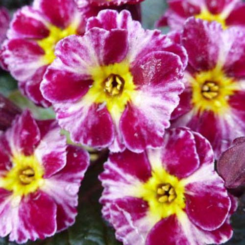Primel Dark Rosaleen - Bakker