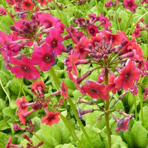 Etagen-Schlüsselblume 'Millers Crimson' - Bakker