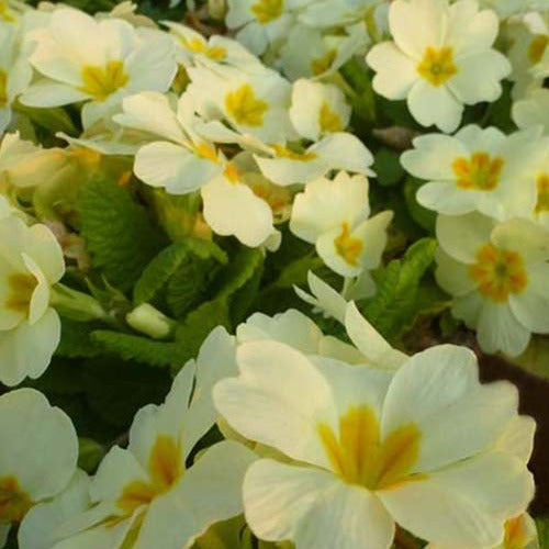 Stauden - Gartenprimel - Primula vulgaris