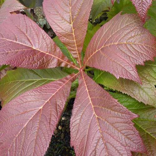 Schaublatt Rotlaub - Bakker