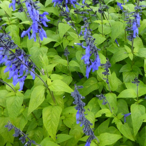 Guarani-Salbei Black and Blue - Bakker