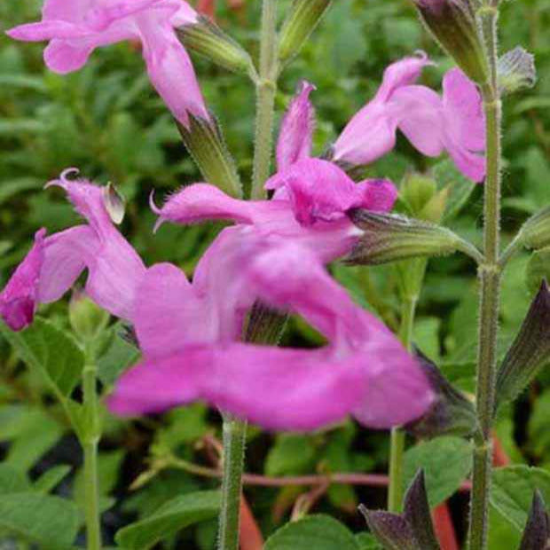 Salbei Pink Beauty - Salvia microphylla pink beauty - Bakker
