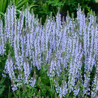 Steppen-Salbei ‘Crystal Blue’ - Bakker