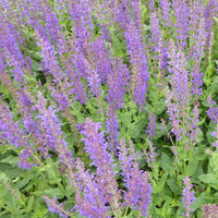 Wald-Salbei Mainacht - Salvia nemorosa mainacht - Bakker