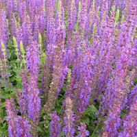 Steppen-Salbei ‘Ostfriesland’ - Salvia nemorosa ostfriesland - Bakker