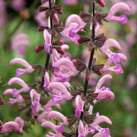 Salvia pratensis Rose Rhapsody (ballet series) - Wiesensalbei Rose Rhapsody - Salbei