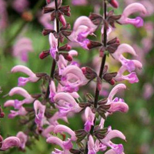 Salvia pratensis Rose Rhapsody (ballet series) - Wiesensalbei Rose Rhapsody - Salbei
