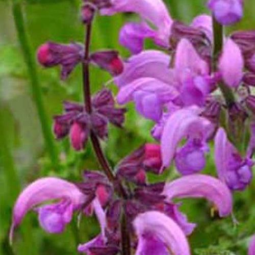 Wiesensalbei Sweet Esmeralda - Salvia pratensis sweet esmeralda ( ballet series ) - Bakker