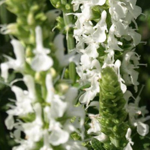 Salvia pratensis swan lake ( ballet series ) - Wiesensalbei Swan Lake - Salbei