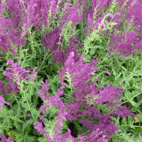 Salvia nemorosa Schwellenburg - Steppensalbei Schwellenburg - Salbei