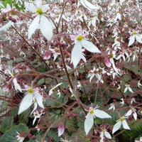 Ausläuferbildender Steinbrech Cuscutiformis - Saxifraga stolonifera cuscutiformis - Bakker