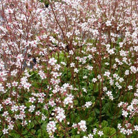 Schatten-Steinbrech Variegata - Bakker