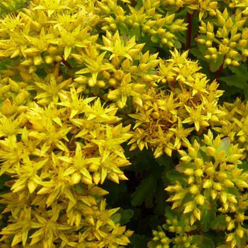 Hybrid-Knabenkraut Immergrünchen (x3) - Bakker