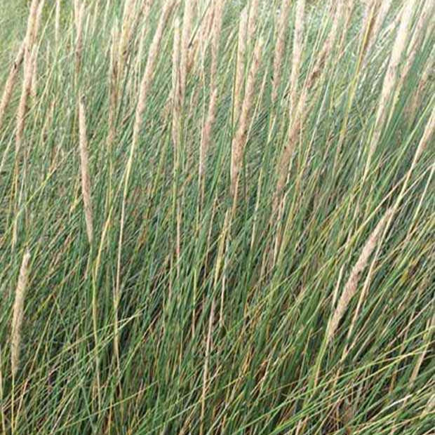 Ammophila arenaria - Strandhafer - Gräser