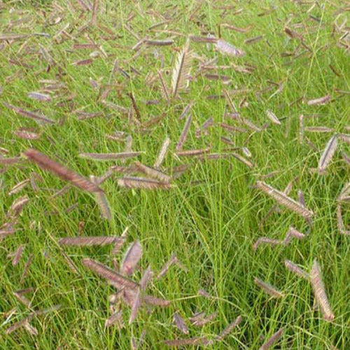 Bouteloua gracilis - Blaues Moskitogras - Stauden