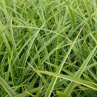 Japansegge Gilt - Bakker