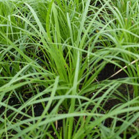 Carex - Bergsegge - Carex montana