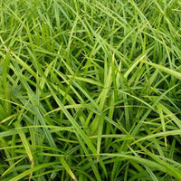 Japanische Segge - Carex morrowii - Bakker