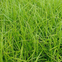 Carex muskingumensis - Mäuseschwanz - Carex