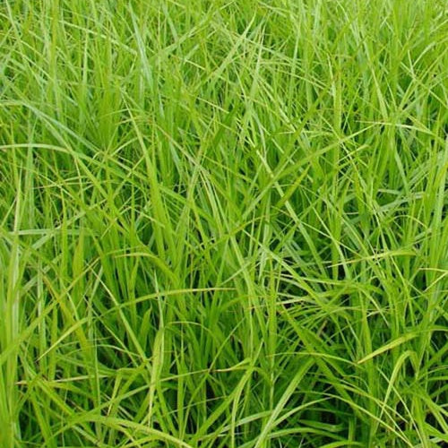 Carex muskingumensis - Mäuseschwanz - Carex