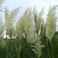 Kräuter der Pampa (x3) - Bakker
