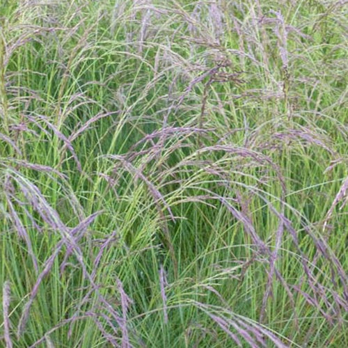 Amethyst-Schwingel - Festuca amethystina - Bakker