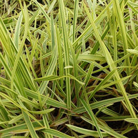 Buntblättriges Süßgras 'Variegata' - Bakker