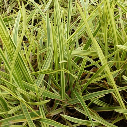Buntblättriges Süßgras 'Variegata' - Bakker