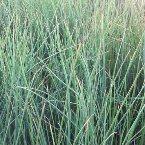 Gebogene Stäbe (x3) - Bakker