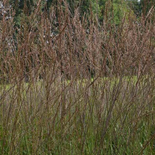 Hohes Pfeifengras ‘Karl Foerster’ - Molinia arundinacea karl foerster - Bakker