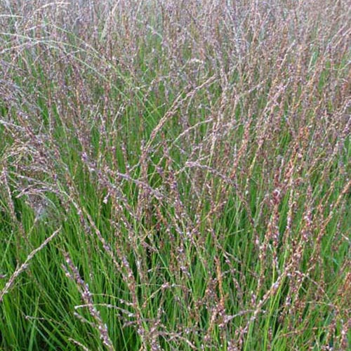Blaues Pfeifengras Heidezwerg - Bakker