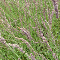 Molinia caerulea Moorhexe - Blaues Pfeifengras Moorhexe - Pfeifengras