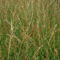 Blaues Pfeifengras Poul Petersen - Bakker