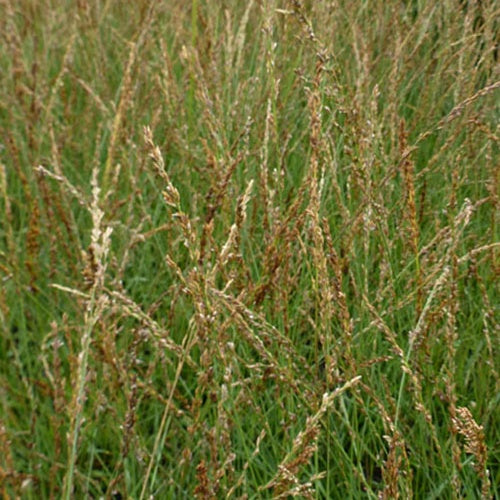 Blaues Pfeifengras Poul Petersen - Bakker