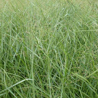Rutenhirse ‘Prairie Sky’ - Panicum virgatum Prairie Sky - Bakker