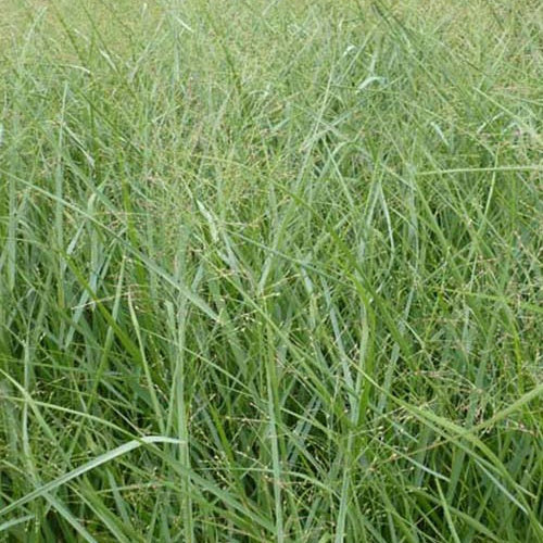 Rutenhirse ‘Prairie Sky’ - Panicum virgatum Prairie Sky - Bakker