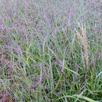 Panicum virgatum Shenandoah - Aufrechte Rispe Shenandoah - Rispenhirse