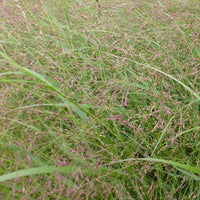 Rutenhirse ‘Warrior’ - Bakker