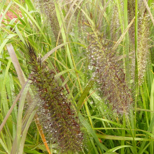 Lampenputzergras ‘Black Beauty’ - Pennisetum alopecuroides Black Beauty - Bakker