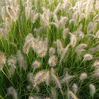 Lampenputzergras ‘Goldstrich’ - Bakker