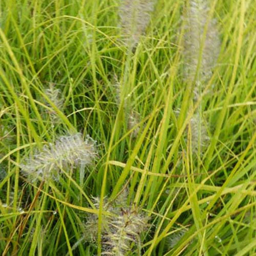 Lampenputzergras ‘Jommenik’ - Bakker