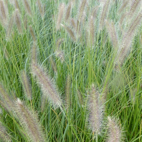 Lampenputzergras ‘Lady U’ - Bakker