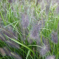 National Arboretum Abstrichgras - Bakker