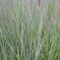 Präriegras ‘Prairie Blues’ - Bakker