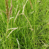 Herbst-Sesleria - Sesleria autumnalis - Bakker