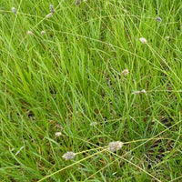 Sesleria Heufleriana - Bakker