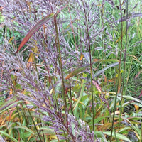 Spodiopogon sibiricus - Bakker